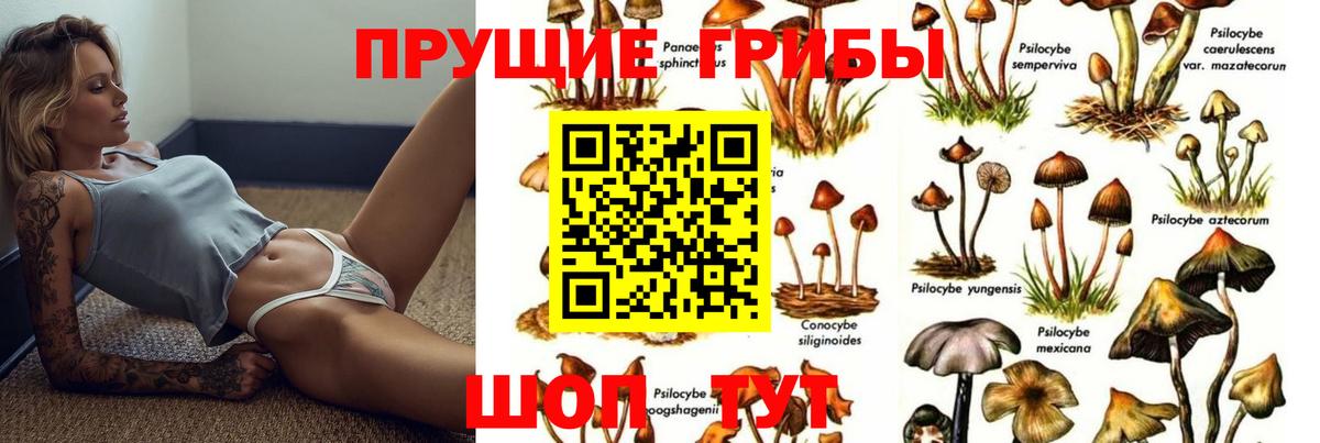 Псилоцибиновые грибы Psilocybe  Вход с VPN  Стрежевой 